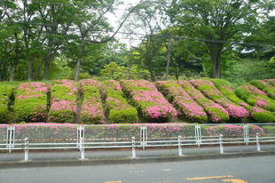 6月に見られる花の紹介