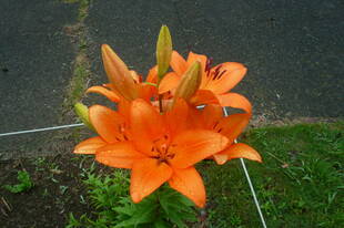 富岡総合公園ユリ開花情報【6月8日】