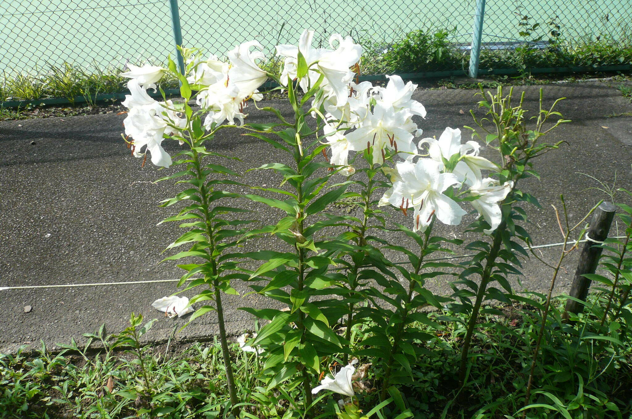 ユリ開花情報【7月27日】の写真