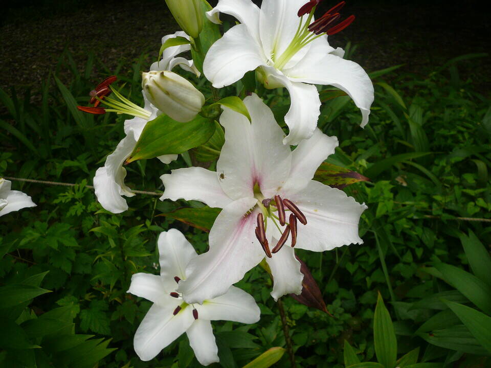 ユリ開花情報【7月13日】の写真