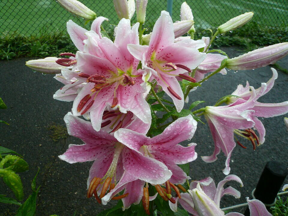ユリ開花情報【7月6日】の写真