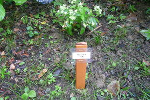 山アジサイを捕植しました