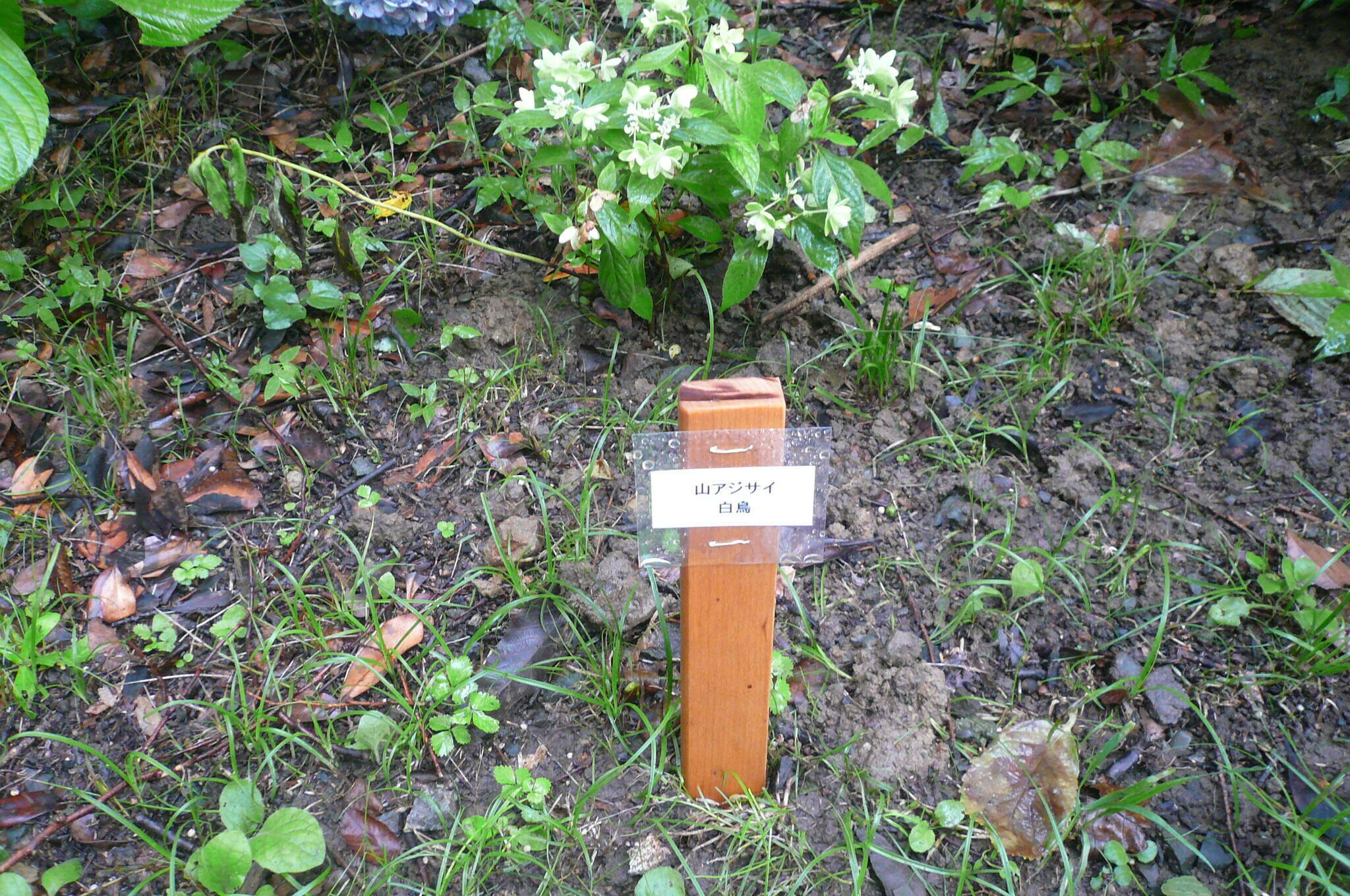 山アジサイを捕植しましたの写真