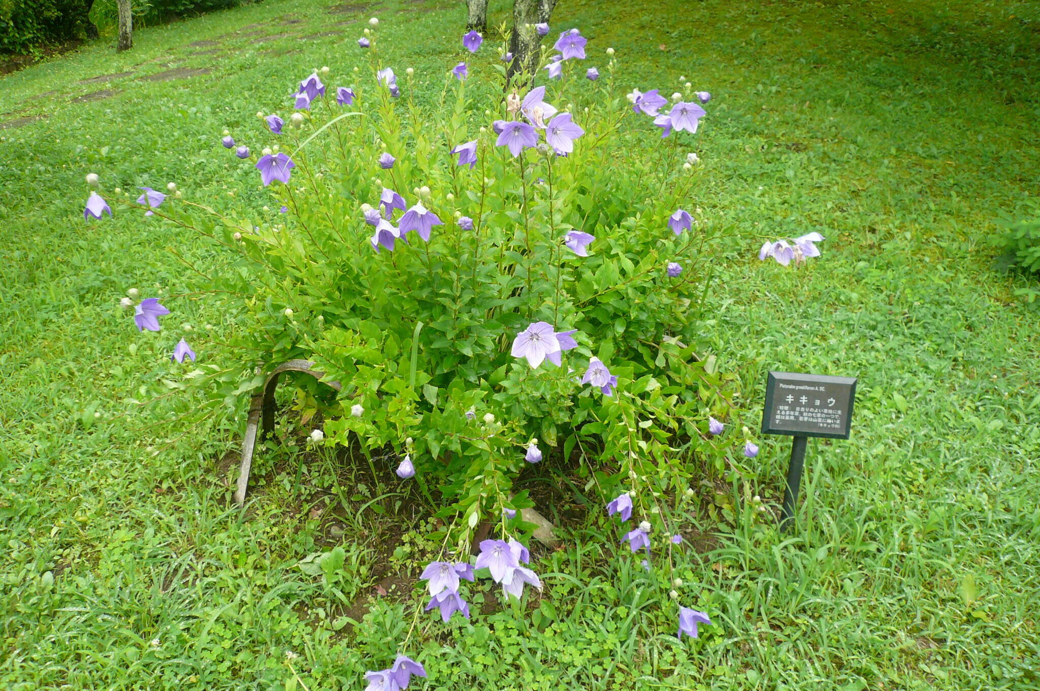 キキョウが咲いていますの写真