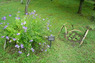 キキョウ苗の移植をしました