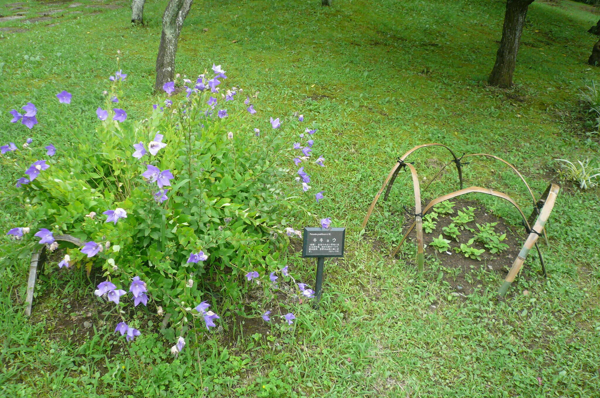キキョウ苗の移植をしましたの写真