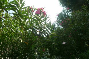 暑中お見舞い申し上げます