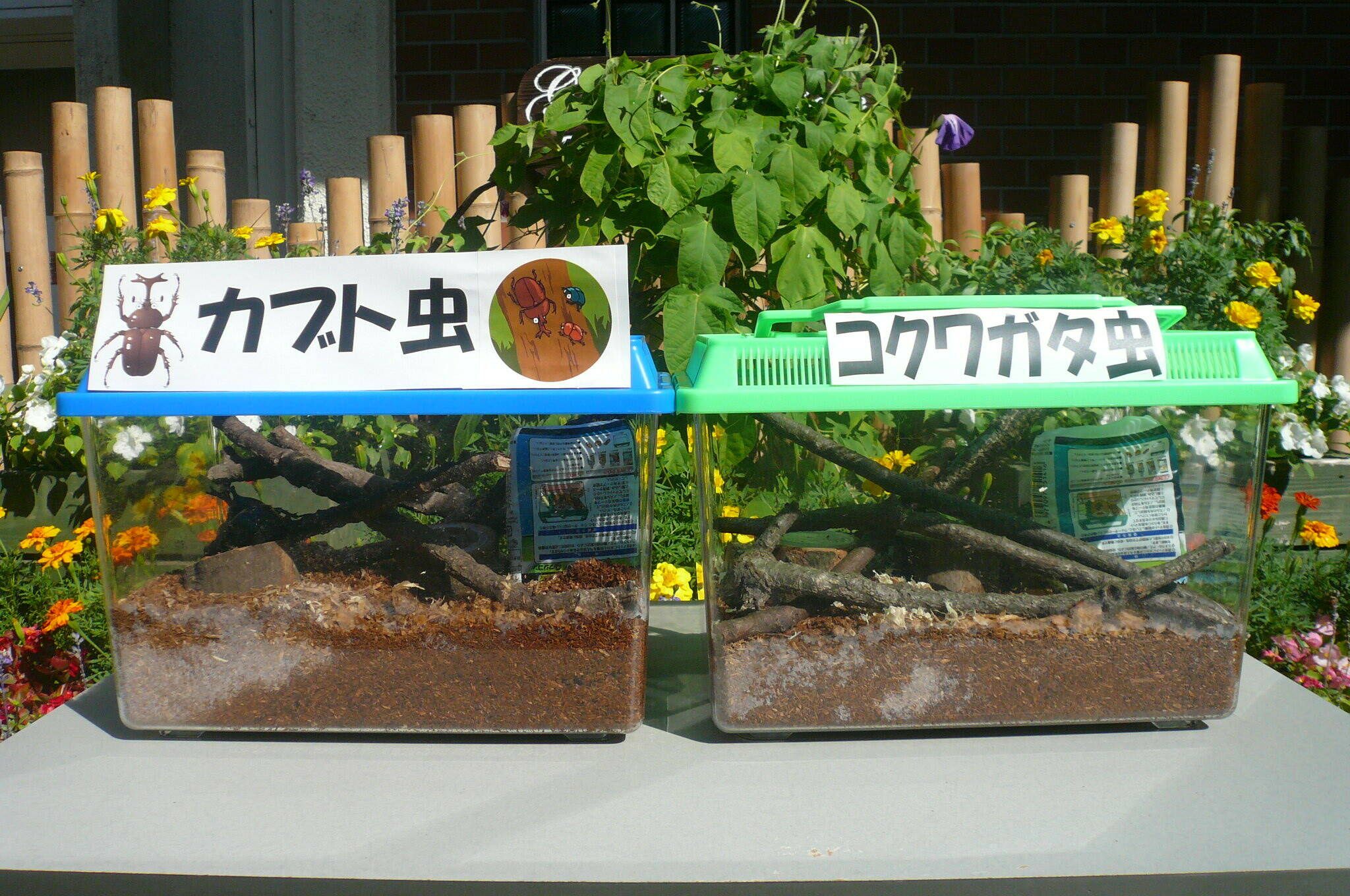 カブト虫&コクワガタ虫展示中の写真