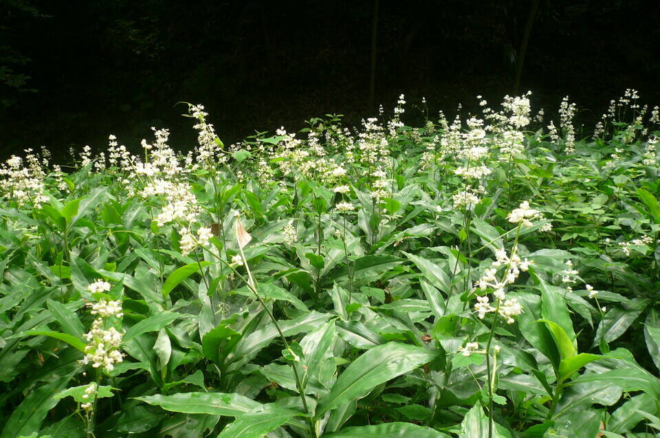 夏の花だよりの写真