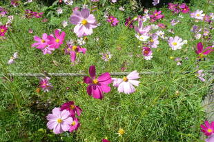 秋のかわいいお花を見に来てください！