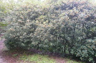 いい匂いが漂っています