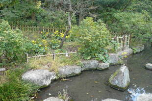 立冬です、ツワブキが咲いています