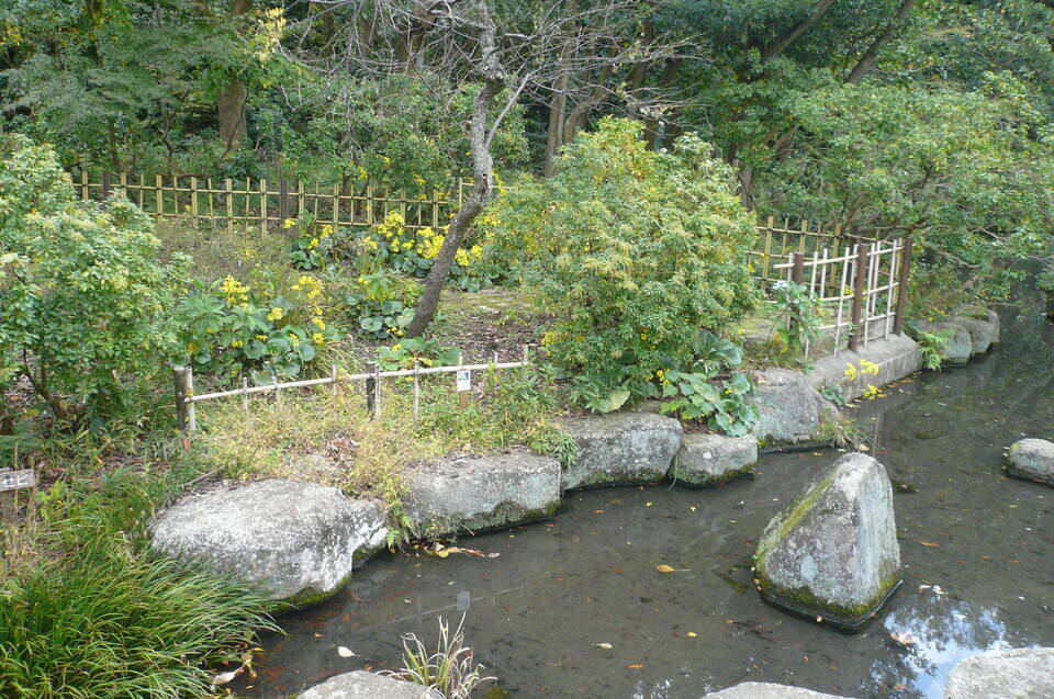 立冬です、ツワブキが咲いていますの写真