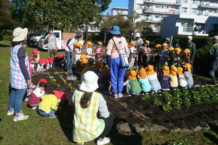 花壇で花植えを行いました