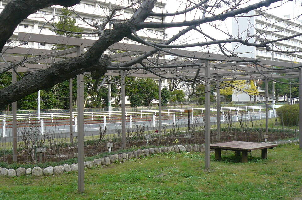 ボタンが一輪の写真