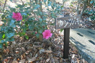 カンツバキが咲きはじめています