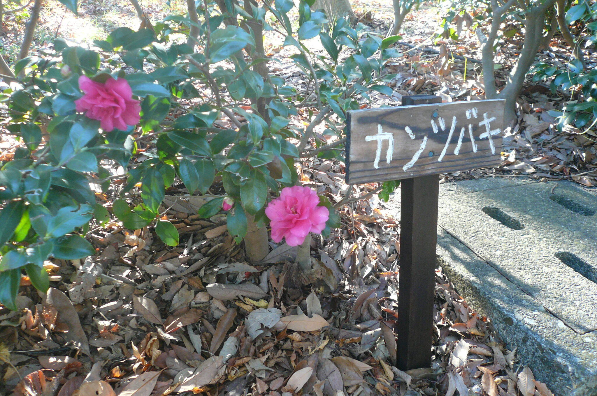 カンツバキが咲きはじめていますの写真