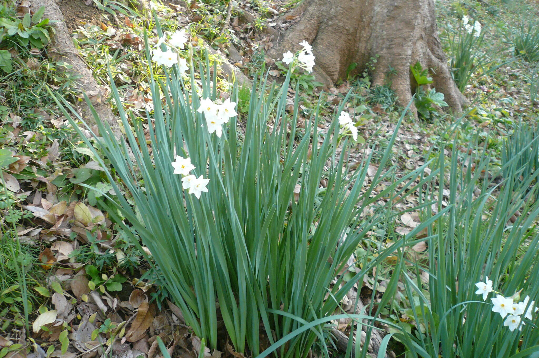 スイセンが咲きはじめましたの写真
