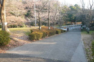 ケヤキ広場　サクラ伐採のお知らせ