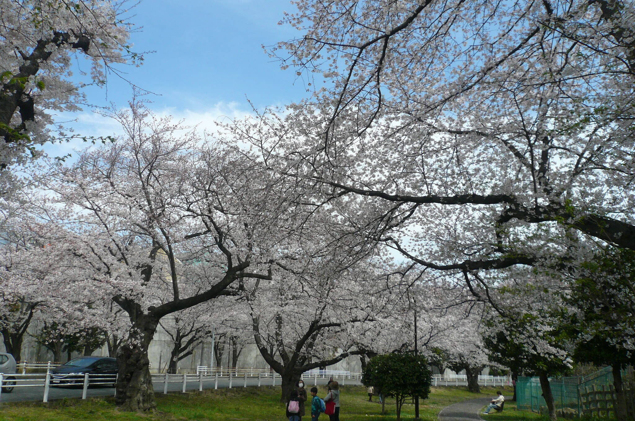 富岡総合公園桜開花情報【予告】の写真