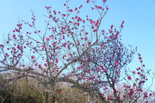 梅の花が咲き始めました！