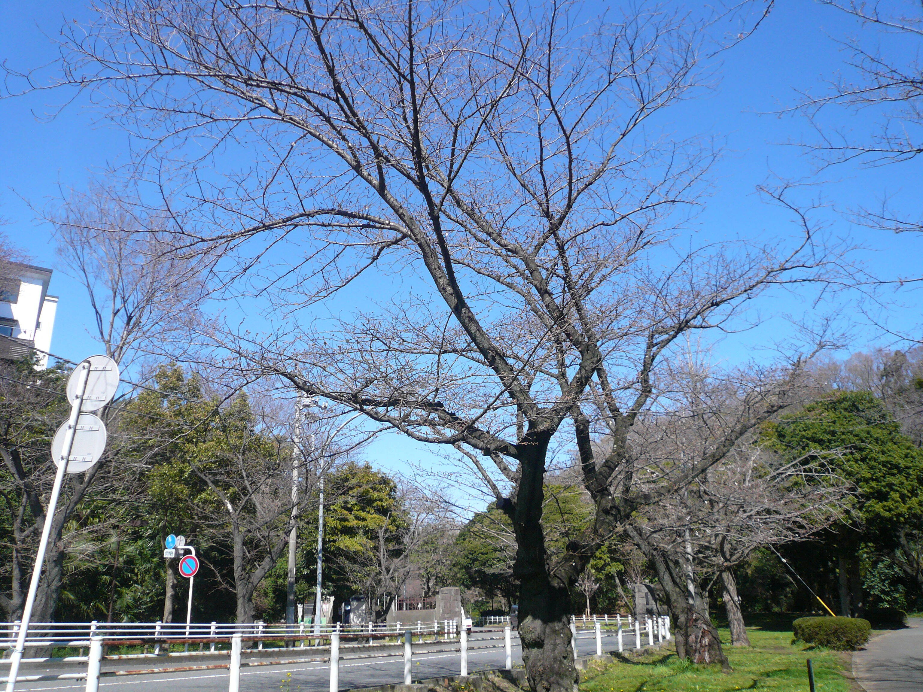 桜開花情報(富岡総合公園桜並木)【3月20日号】の写真