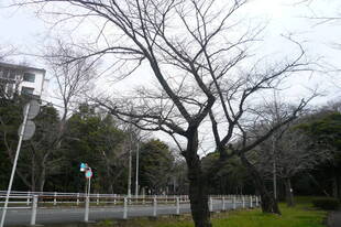 桜開花情報(富岡総合公園桜並木)【3月7日号】