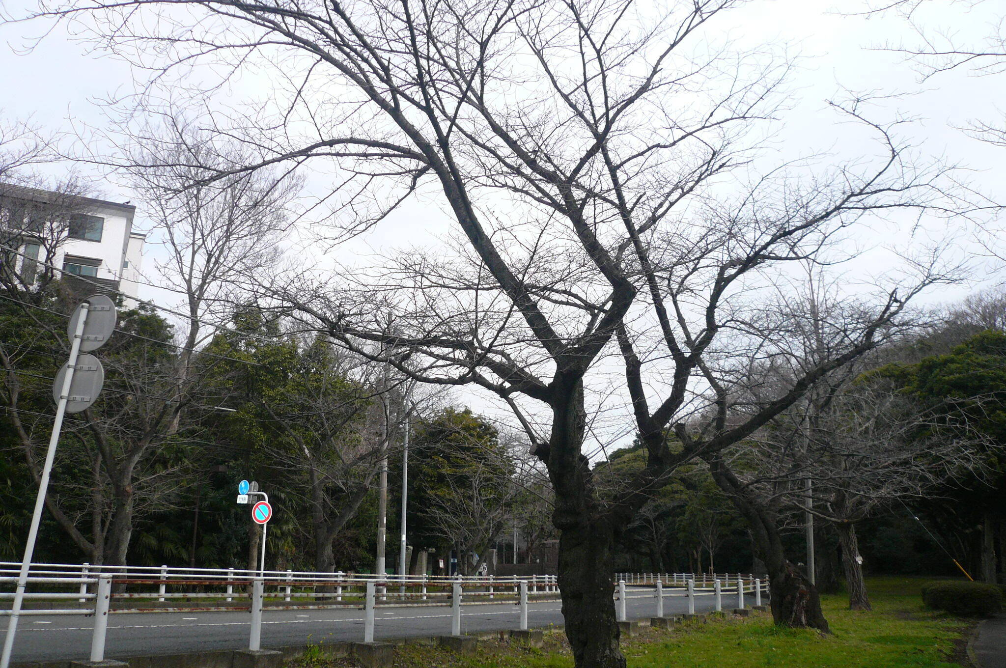 桜開花情報(富岡総合公園桜並木)【3月7日号】の写真