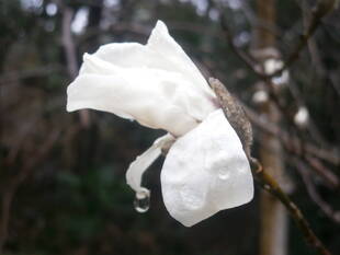 コブシが咲き始めました