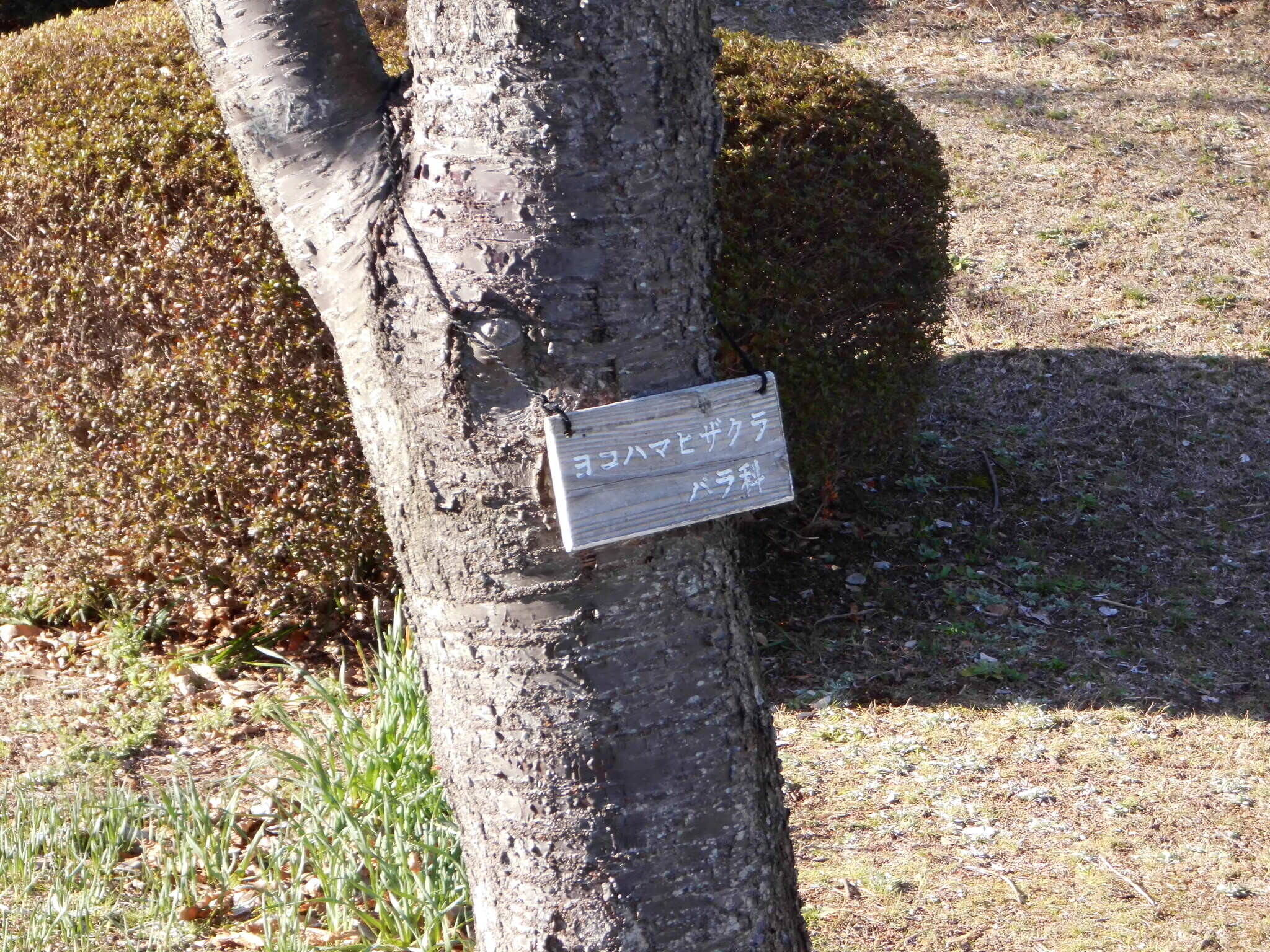 ヨコハマヒザクラが咲き始めました。の写真