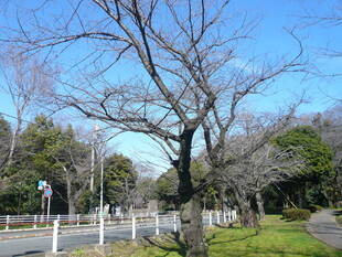 桜開花情報(富岡総合公園桜並木)【3月3日号】