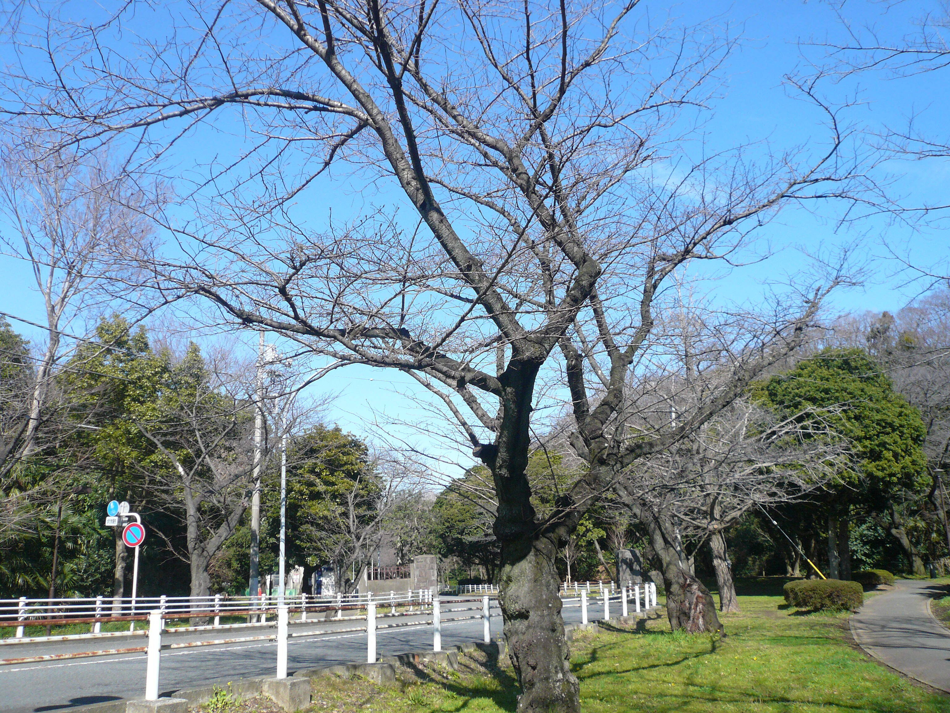 桜開花情報(富岡総合公園桜並木)【3月3日号】の写真