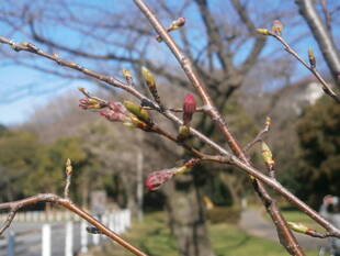 桜開花情報(富岡総合公園桜並木)3月15日号