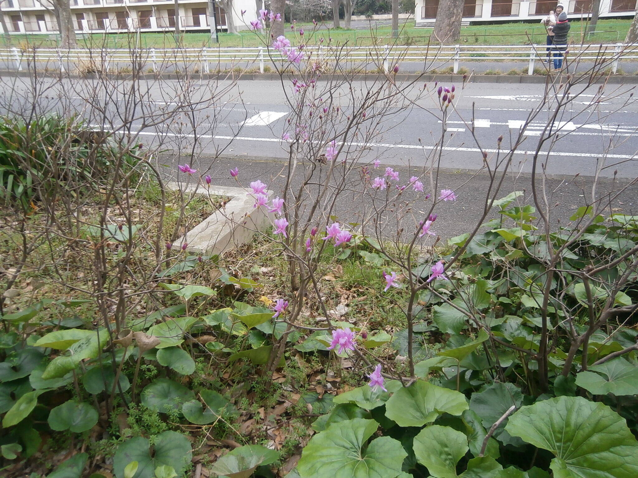 お花情報の写真