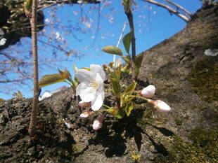 桜開花情報(富岡総合公園桜並木)【3月25日号】