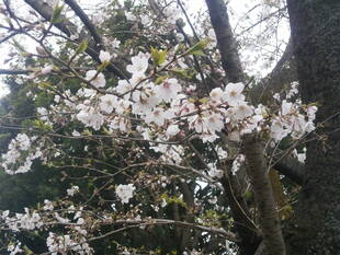 桜開花情報(富岡総合公園桜並木)【3月27日号】