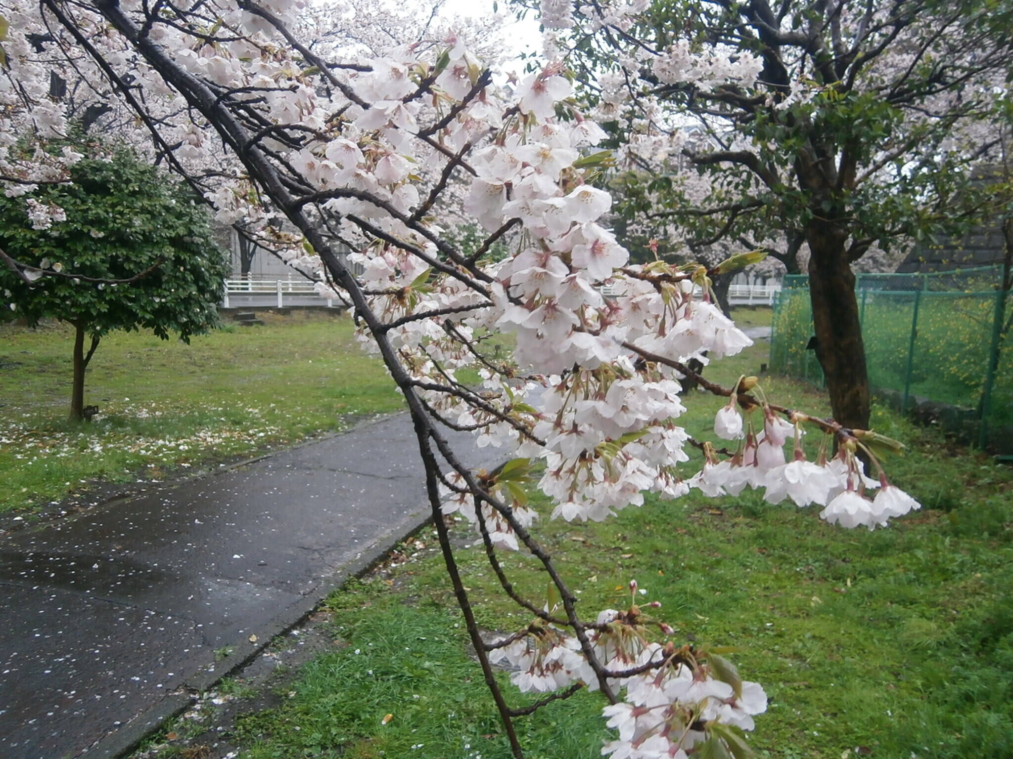 桜開花情報(富岡総合公園桜並木)【3月29日号】の写真