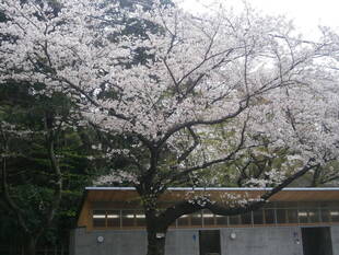 桜開花情報(富岡総合公園桜並木)【3月31日号】