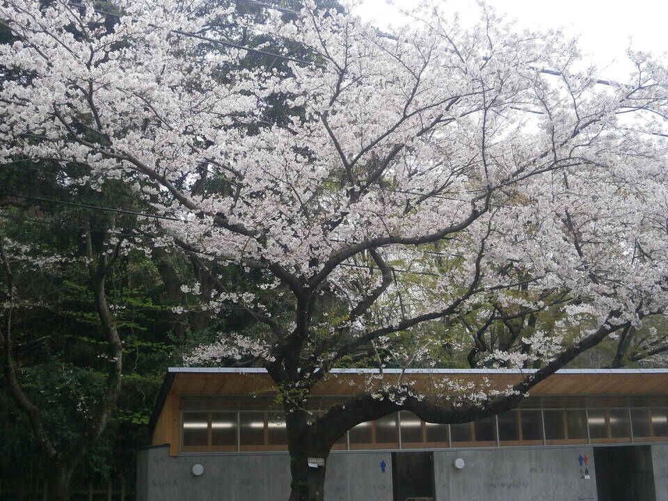 桜開花情報(富岡総合公園桜並木)【3月31日号】の写真