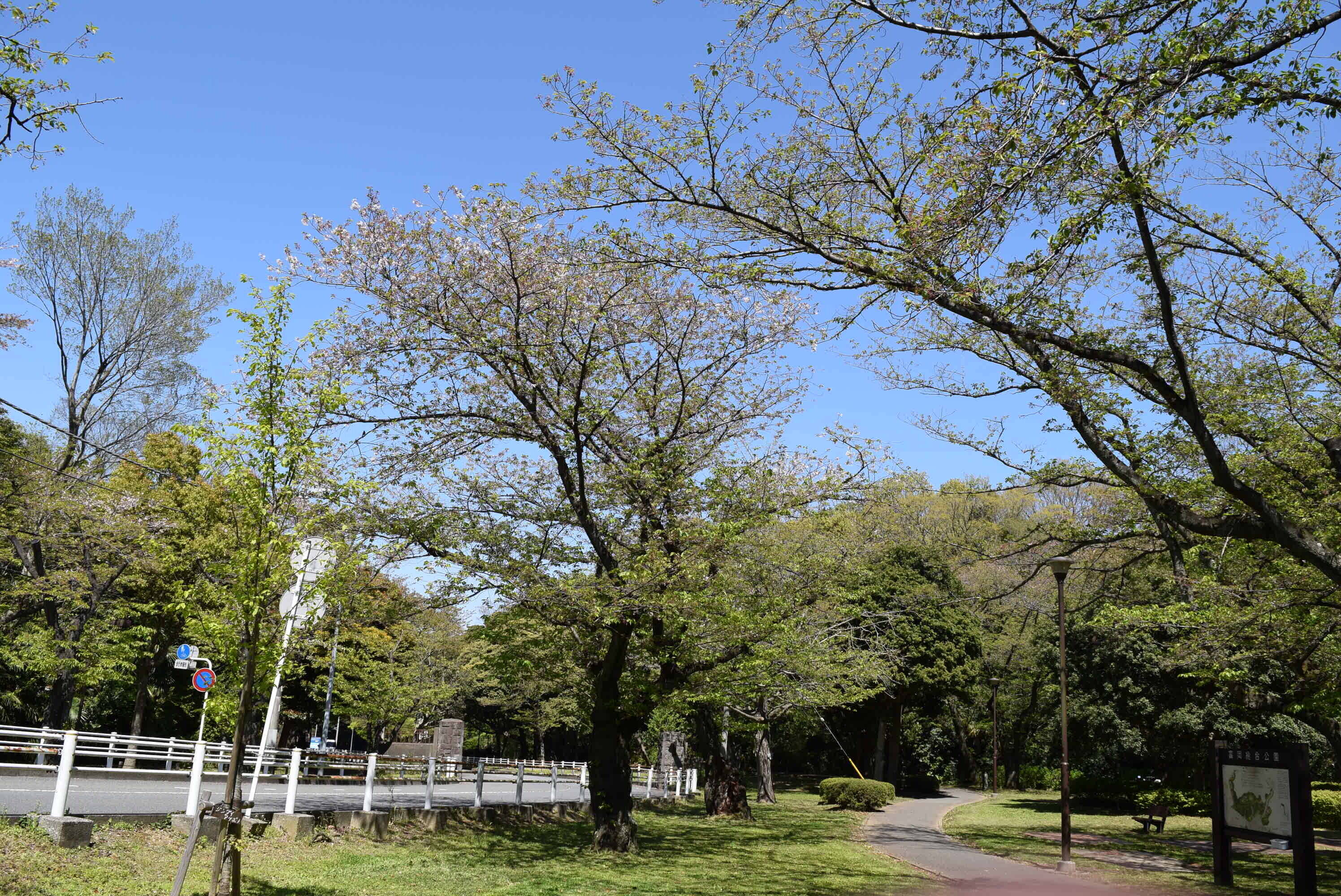 桜開花情報(富岡総合公園桜並木)【4月14日号】の写真