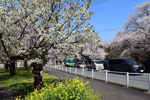 桜開花情報（富岡総合公園桜並木）【４月２日号】
