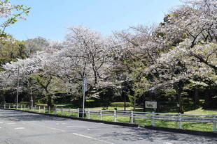 桜開花情報（富岡総合公園桜並木）【４月６日号】