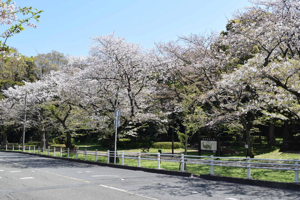 桜開花情報(富岡総合公園桜並木)【4月6日号】の写真