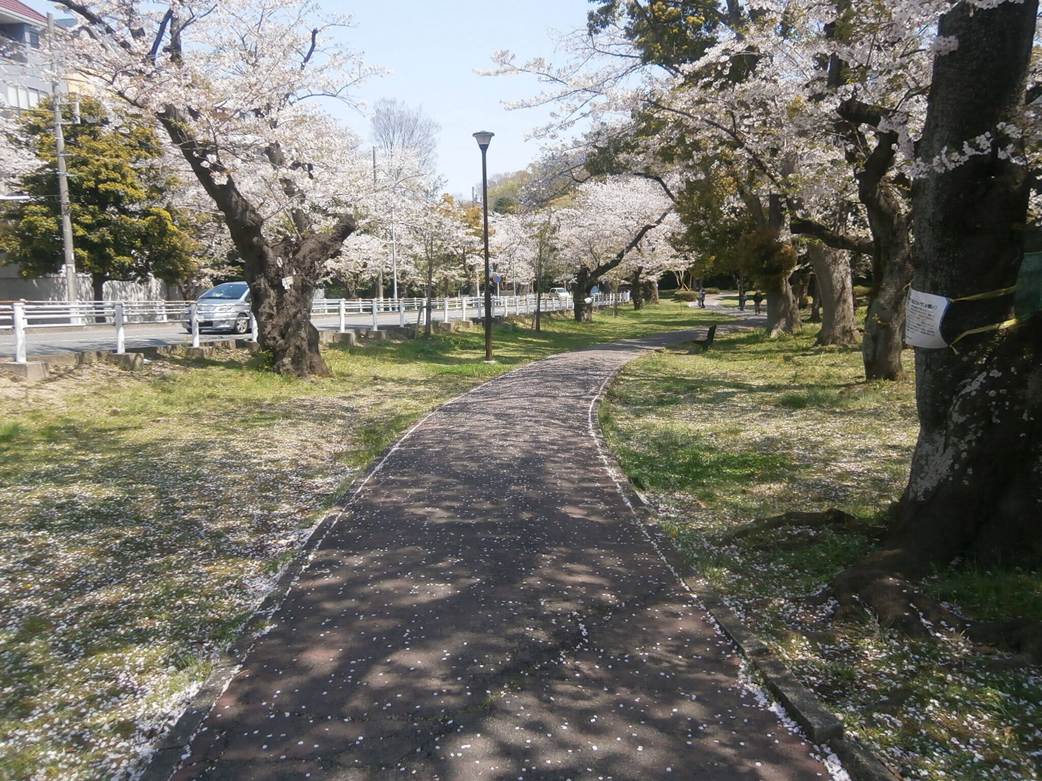 桜開花情報(富岡総合公園桜並木)【4月4日号】の写真