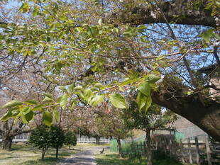 桜開花情報（富岡総合公園桜並木）【４月８日号】