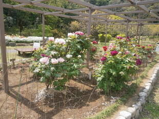 ボタンが見頃です