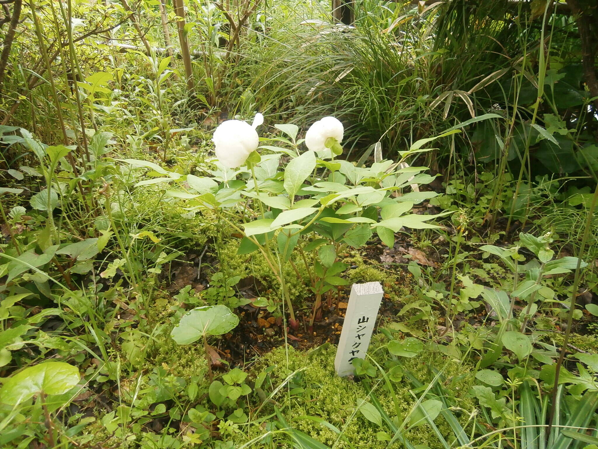 山野草の写真