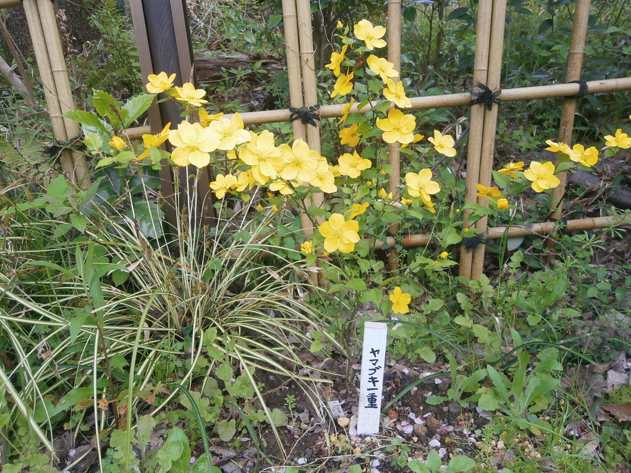 山野草紹介の写真