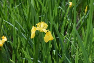 キバナショウブが咲き始めました！