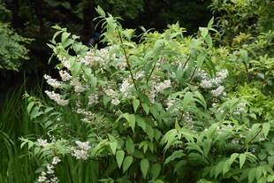 ウツギの花が咲いています！